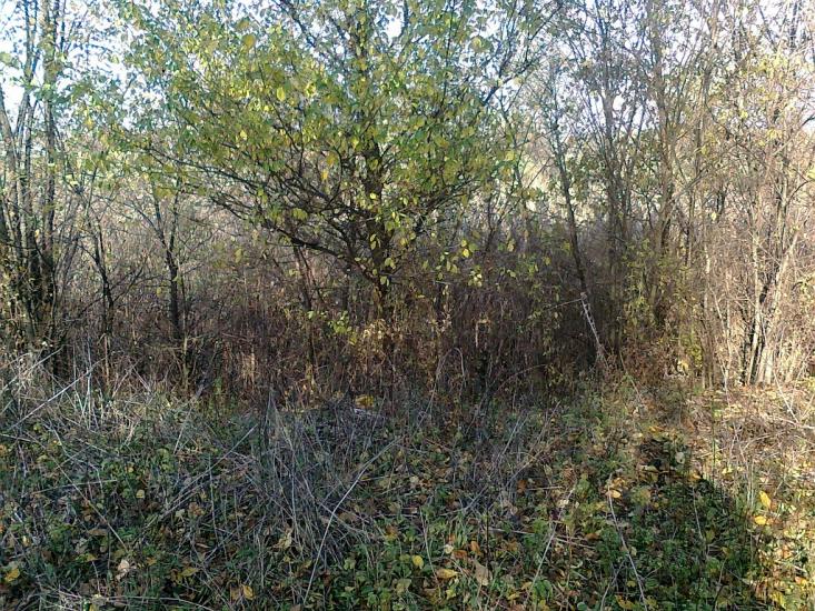 Кутузівка з panoramio.com - Кутузовка