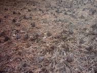 Лисняки з panoramio.com