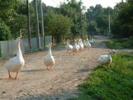 Бенева з panoramio.com