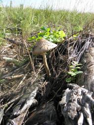 Нижні Яреськи з panoramio.com