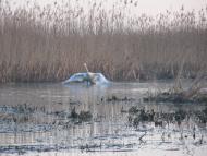 Маркостав з panoramio.com