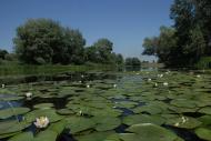 Червоний Шахтар з panoramio.com