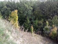 Пугачівка з panoramio.com