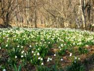 Тур'я Поляна з panoramio.com