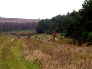 Кобиляки - Останні фото