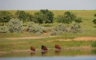 Переможне з panoramio.com