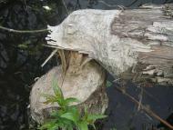 Час над рікою пливе...