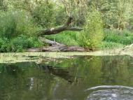 Криничне з panoramio.com