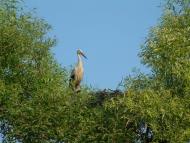 Бенева з panoramio.com