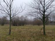 Мала Дівиця з panoramio.com