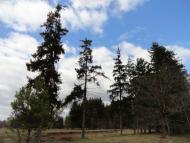 Котів з panoramio.com