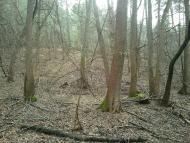 Тросне з panoramio.com