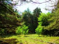 Нижні Яреськи з panoramio.com