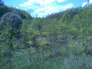 Коверівка з panoramio.com