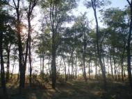 Новохортиця з panoramio.com