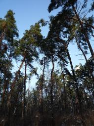 Лохвиця з panoramio.com