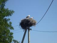 Куцеволівка з panoramio.com