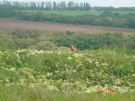 Заміст з panoramio.com