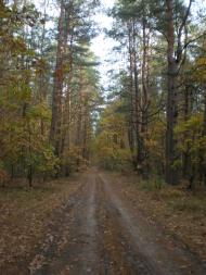 Чорногородка - Останні фото