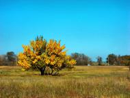 Медведівка з panoramio.com
