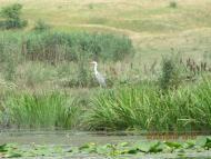 Коритно-Забузьке з panoramio.com