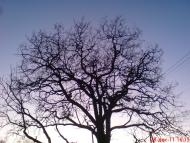 Кірове з panoramio.com