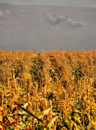 Мала Вільшанка з panoramio.com