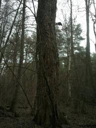 Тросне з panoramio.com