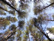 Нижні Яреськи з panoramio.com