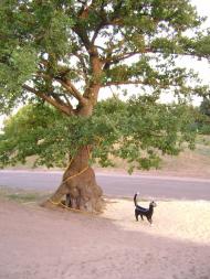 Балівка з panoramio.com