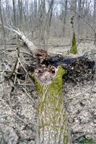 Терентіївка з panoramio.com