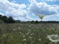 Балівка з panoramio.com