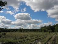 Нижні Яреськи з panoramio.com