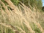 Травневе з panoramio.com