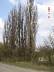 Іванківці - Останні фото