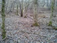 Тросне з panoramio.com