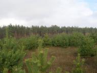 Степашки з panoramio.com