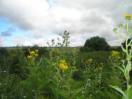 Кадиївці - Останні фото