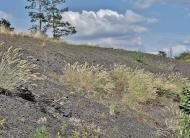 Зуївка з panoramio.com - Зуевка