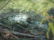 Попівка з panoramio.com