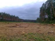 Вишняки з panoramio.com