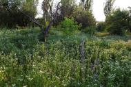 Руська Лозова з panoramio.com