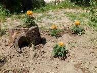 Кам'янка - Останні фото