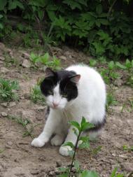 Прикордонна Улашанівка з panoramio.com