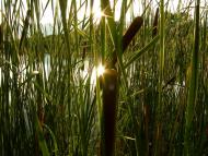 Дослідницьке з panoramio.com