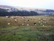 Дяківці з panoramio.com