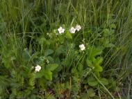 Володимирівка - Останні фото