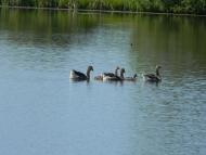 Півнівщина з panoramio.com