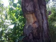 Кийлів з panoramio.com