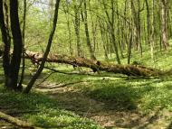 Верхівка з panoramio.com